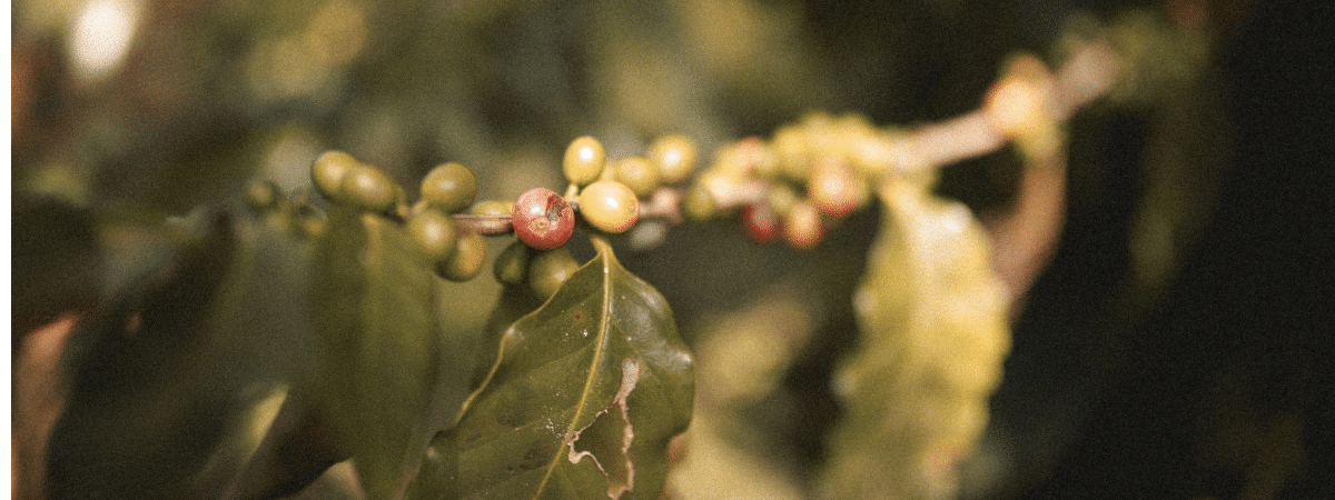 arbre caféier